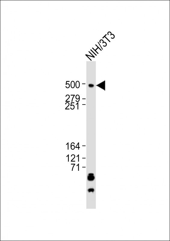 Tra1 / TRRAP Antibody - Anti-Trrap Antibody (C-term)at 1:2000 dilution + NIH/3T3 whole cell lysates Lysates/proteins at 20 ug per lane. Secondary Goat Anti-Rabbit IgG, (H+L), Peroxidase conjugated at 1:10000 dilution. Predicted band size: 292 kDa. Blocking/Dilution buffer: 5% NFDM/TBST.