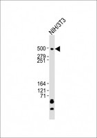 Tra1 / TRRAP Antibody - Anti-Trrap Antibody (C-term)at 1:2000 dilution + NIH/3T3 whole cell lysates Lysates/proteins at 20 ug per lane. Secondary Goat Anti-Rabbit IgG, (H+L), Peroxidase conjugated at 1:10000 dilution. Predicted band size: 292 kDa. Blocking/Dilution buffer: 5% NFDM/TBST.