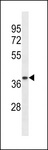 TRA2A Antibody - Western blot of lysate from human ovary tissue lysate, using TRA2A Antibody. Antibody was diluted at 1:1000 at each lane. A goat anti-rabbit IgG H&L (HRP) at 1:5000 dilution was used as the secondary antibody. Lysate at 35ug per lane.