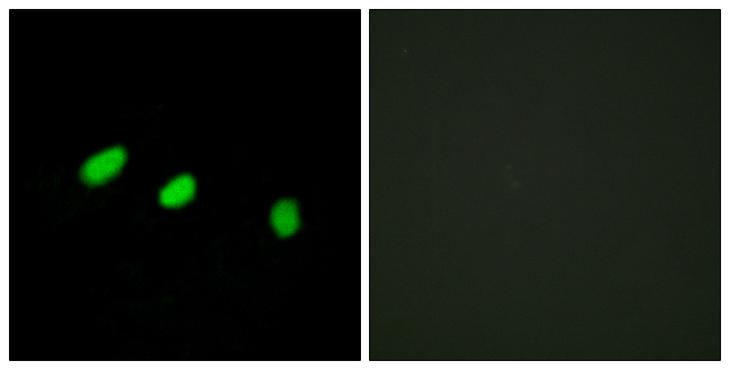 TRA2A Antibody - Peptide - + Immunofluorescence analysis of HeLa cells, using TRA-2a antibody.