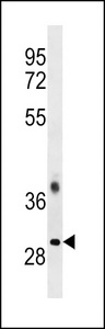 TRA2B / SFRS10 Antibody - TRA2B Antibody western blot of CEM cell line lysates (35 ug/lane). The TRA2B antibody detected the TRA2B protein (arrow).