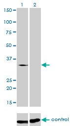 TRA2B / SFRS10 Antibody - Western blot analysis of SFRS10 over-expressed 293 cell line, cotransfected with SFRS10 Validated Chimera RNAi (Lane 2) or non-transfected control (Lane 1). Blot probed with SFRS10 monoclonal antibody (M01), clone 7A1 . GAPDH ( 36.1 kDa ) used as specificity and loading control.
