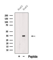 TRA2B / SFRS10 Antibody - Western blot analysis of extracts of HeLa cells using TRA2B antibody. The lane on the left was treated with blocking peptide.