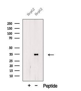 TRA2B / SFRS10 Antibody - Western blot analysis of extracts of HeLa cells using TRA2B antibody. The lane on the left was treated with blocking peptide.