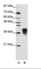 TRA2B / SFRS10 Antibody - A: Marker, B: Jurkat Cell Lysate.  This image was taken for the unconjugated form of this product. Other forms have not been tested.