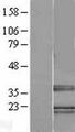 TRA2B / SFRS10 Protein - Western validation with an anti-DDK antibody * L: Control HEK293 lysate R: Over-expression lysate