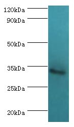 TRADD Antibody - Western blot. All lanes: Tumor necrosis factor receptor type 1-associated DEATH domain protein antibody at 12 ug/ml+ MCF-7 whole cell lysate. Secondary antibody: Goat polyclonal to rabbit at 1:10000 dilution. Predicted band size: 34 kDa. Observed band size: 34 kDa.