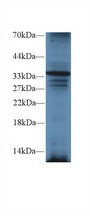 TRADD Antibody - Western Blot; Sample: Mouse Liver lysate; Primary Ab: 2µg/ml Rabbit Anti-Mouse TRADD Antibody Second Ab: 0.2µg/mL HRP-Linked Caprine Anti-Rabbit IgG Polyclonal Antibody