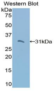 TRADD Antibody - Western blot of recombinant TRADD.  This image was taken for the unconjugated form of this product. Other forms have not been tested.