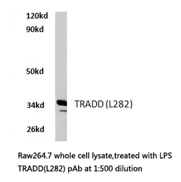TRADD Antibody - Western blot of TRADD (L282) pAb in extracts from raw264.7 cells treated with LPS.