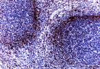 TRAF1 Antibody - Formalin-fixed, paraffin-embedded mouse spleen tissue section stained for TRAF1 expression using Polyclonal Antibody to TRAF1 at 1:2000.