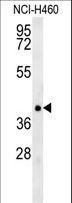 TRAF1 Antibody - TRAF1 Antibody western blot of NCI-H460 cell line lysates (35 ug/lane). The TRAF1 antibody detected the TRAF1 protein (arrow).