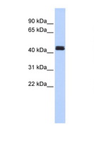 TRAF1 Antibody - TRAF1 antibody Western blot of 293T Cell lysate. Antibody concentration 1 ug/ml. This image was taken for the unconjugated form of this product. Other forms have not been tested.