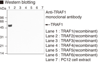 TRAF1 Antibody
