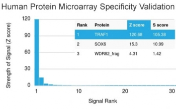 TRAF1 Antibody - Analysis of HuProt(TM) microarray containing more than 19,000 full-length human proteins using TRAF1 antibody. These results demonstrate the foremost specificity of the TRAF1/2770 mAb. Z- and S- score: The Z-score represents the strength of a signal that an antibody (in combination with a fluorescently-tagged anti-IgG secondary Ab) produces when binding to a particular protein on the HuProt(TM) array. Z-scores are described in units of standard deviations (SD's) above the mean value of all signals generated on that array. If the targets on the HuProt(TM) are arranged in descending order of the Z-score, the S-score is the difference (also in units of SD's) between the Z-scores. The S-score therefore represents the relative target specificity of an Ab to its intended target.