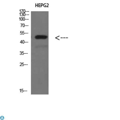 TRAF1 Antibody - Western Blot (WB) analysis of HepG2 cells using TRAF1 Polyclonal Antibody diluted at 1:500.
