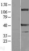 TRAF1 Protein - Western validation with an anti-DDK antibody * L: Control HEK293 lysate R: Over-expression lysate