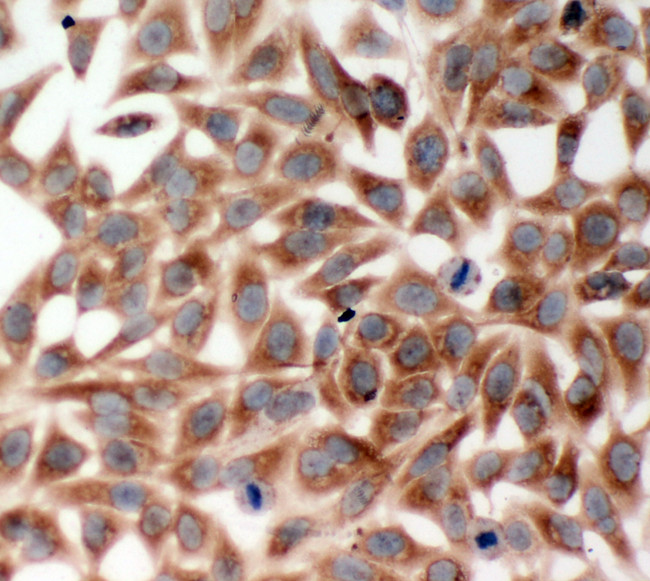 TRAF2 Antibody - TRAP / TRAF2 antibody. ICC: HELA Cell.