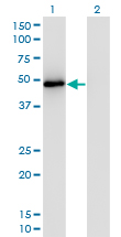 TRAF2 Antibody - Western Blot analysis of TRAF2 expression in transfected 293T cell line by TRAF2 monoclonal antibody (M04), clone 4C11.Lane 1: TRAF2 transfected lysate(55.9 KDa).Lane 2: Non-transfected lysate.