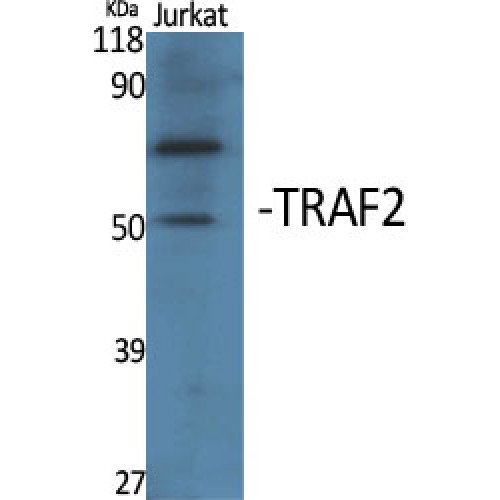 TRAF2 Antibody - Western blot of TRAF2 antibody