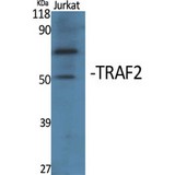 TRAF2 Antibody - Western blot of TRAF2 antibody