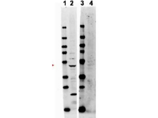 TRAF2 Antibody - Anti-TRAF2 Antibody - Western Blot. Western blot of affinity purified anti-TRAF2 antibody shows detection of endogenous TRAF2 in whole HeLa cell lysates. Lane 2 shows endogenous TRAF2 detected with antibody at 47 kD (arrowhead). Lane 4 shows no reactivity when blot is incubated with immunizing peptide. The identity of lower molecular weight band in lane 2 is unknown. Briefly, each lane contains approximately 14 ug of lysate. Membranes were blocked in 3% BSA-TBS 30 min. at room temperature. Primary antibody was used at a 1:500 dilution in 3% BSA-TBS and reacted overnight at 4C. The membrane was washed and reacted with a 1:20000 dilution conjugated Gt-a-Rabbit DyLight 649 ( for 1 hr at room temperature. Molecular weight estimation was made by comparison to prestained MW markers in lanes 1 and 3. Fluorescence image was captured using the VersaDoc Imaging System developed by Bio-Rad.