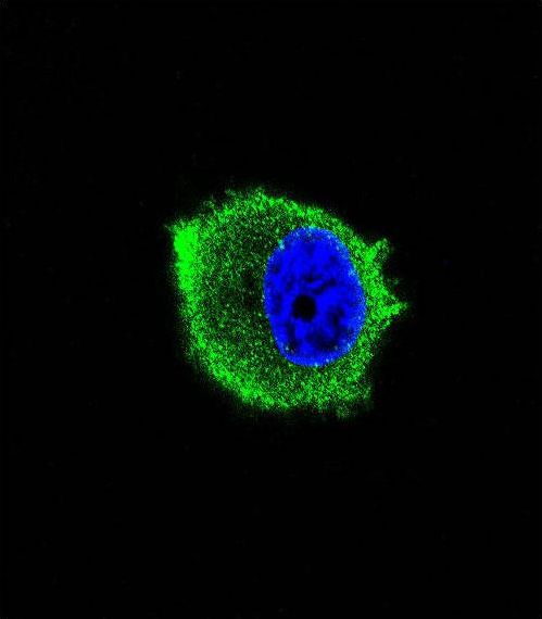 TRAF2 Antibody - Confocal immunofluorescence of TRAF2 Antibody with MCF-7 cell followed by Alexa Fluor 488-conjugated goat anti-mouse lgG (green). DAPI was used to stain the cell nuclear (blue).