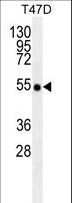 TRAF2 Antibody - TRAF2/MB10188 antibody western blot of T47D cell line lysates (35 ug/lane). The TRAF2/MB10188 antibody detected the TRAF2/MB10188 protein (arrow).