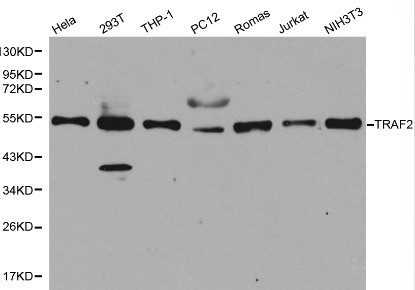 TRAF2 Antibody - Western blot of TRAF2 pAb in extracts from Hela, 293T, THP-1, PC12, Romas, Jurkat and NIH3T3 cells.