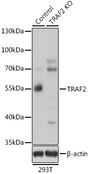 TRAF2 Antibody - Western blot analysis of extracts from normal (control) and TRAF2 knockout (KO) 293T cells, using TRAF2 antibodyat 1:1000 dilution. The secondary antibody used was an HRP Goat Anti-Rabbit IgG (H+L) at 1:10000 dilution. Lysates were loaded 25ug per lane and 3% nonfat dry milk in TBST was used for blocking. An ECL Kit was used for detection and the exposure time was 6s.