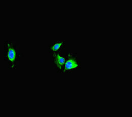 TRAF2 Antibody - Immunofluorescent analysis of HeLa cells diluted at 1:100 and Alexa Fluor 488-congugated AffiniPure Goat Anti-Rabbit IgG(H+L)