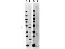 TRAF2 Antibody - AF2 antibody shows detection of endogenous TRAF2 in whole HeLa cell lysates. Lane 2 shows endogenous TRAF2 detected with antibody at 47 kDa (arrowhead). Lane 4 shows no reactivity when blot is incubated with immunizing peptide. The identity of lower molecular weight band in lane 2 is unknown. Briefly, each lane contains approximately 14 µg of lysate. Membranes were blocked in 3% BSA-TBS 30 min. at room temperature. Primary antibody was used at a 1:500 dilution in 3% BSA-TBS and reacted overnight at 4°C. The membrane was washed and reacted with a 1:20,000 dilution conjugated Gt-a-Rabbit DyLight 649 for 1 hr at room temperature. Molecular weight estimation was made by comparison to prestained MW markers in lanes 1 and 3. Fluorescence image was captured using the VersaDoc Imaging System developed by Bio-Rad.