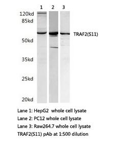 TRAF2 Antibody - Western blot of TRAF2(S11) pAb in extracts from HepG2, PC12 and Raw264.7 cells.