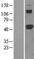 TRAF2 Protein - Western validation with an anti-DDK antibody * L: Control HEK293 lysate R: Over-expression lysate