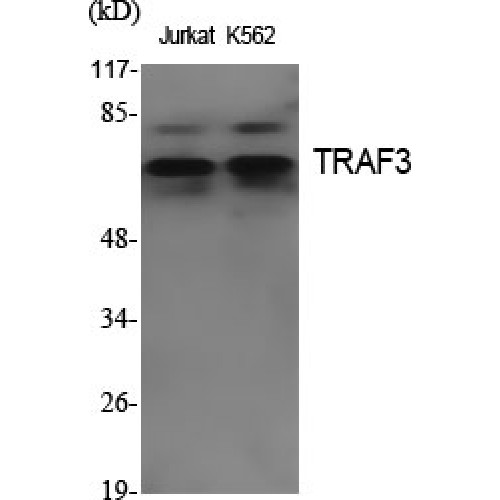 TRAF3 Antibody - Western blot of TRAF3 antibody
