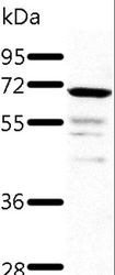 TRAF3 Antibody - Western blot analysis of Human fetal kidney tissue, using TRAF3 Polyclonal Antibody at dilution of 1:500.