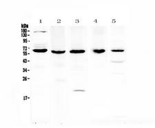 TRAF3 Antibody - Western blot - Anti-TRAF3 Picoband antibody