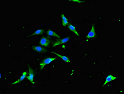 TRAF3 Antibody - Immunofluorescent analysis of Hela cells diluted at 1:100 and Alexa Fluor 488-congugated AffiniPure Goat Anti-Rabbit IgG(H+L)