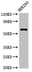 TRAF3 Antibody - Western Blot Positive WB detected in:HEK293 whole cell lysate All Lanes:TRAF3 antibody at 3.4µg/ml Secondary Goat polyclonal to rabbit IgG at 1/50000 dilution Predicted band size: 65,56 KDa Observed band size: 65 KDa