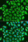 TRAF3 Antibody - Immunofluorescence analysis of U2OS cells using TRAF3 antibody at dilution of 1:100. Blue: DAPI for nuclear staining.