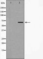 TRAF3 Antibody - Western blot analysis of TRAF3 expression in NIH-3T3 cells. The lane on the left is treated with the antigen-specific peptide.
