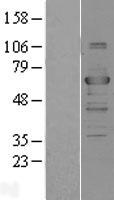 TRAF3 Protein - Western validation with an anti-DDK antibody * L: Control HEK293 lysate R: Over-expression lysate