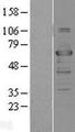 TRAF3 Protein - Western validation with an anti-DDK antibody * L: Control HEK293 lysate R: Over-expression lysate