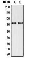 TRAF3IP1 Antibody - Western blot analysis of TRAF3IP1 expression in U87 (A); HeLa (B) whole cell lysates.