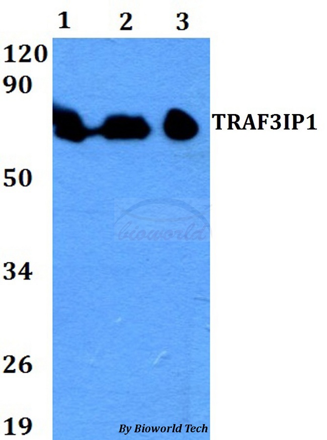 TRAF3IP1 Antibody - Western blot of TRAF3IP1 antibody at 1:500 dilution. Lane 1: HEK293T whole cell lysate. Lane 2: Raw264.7 whole cell lysate. Lane 3: PC12 whole cell lysate.