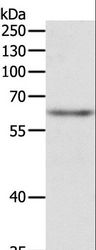 TRAF3IP2 / ACT1 Antibody - Western blot analysis of Jurkat cell, using TRAF3IP2 Polyclonal Antibody at dilution of 1:500.