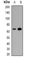 TRAF3IP2 / ACT1 Antibody - Western blot analysis of ACT1 expression in MCF7 (A); mouse kidney (B) whole cell lysates.