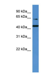 TRAF3IP2 / ACT1 Antibody - TRAF3IP2 / ACT1 antibody Western blot of HeLa lysate. This image was taken for the unconjugated form of this product. Other forms have not been tested.
