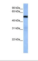 TRAF3IP3 Antibody - Jurkat cell lysate. Antibody concentration: 1.0 ug/ml. Gel concentration: 12%.  This image was taken for the unconjugated form of this product. Other forms have not been tested.