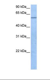 TRAF3IP3 Antibody - 721_B cell lysate. Antibody concentration: 1.0 ug/ml. Gel concentration: 12%.  This image was taken for the unconjugated form of this product. Other forms have not been tested.